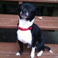 Lost Dog Jewells (WI)