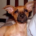 Lost Dog Pluto (CA)