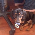 Lost Dog Tag (FL)