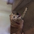 Found 1 Sandi Found 1 Sandi