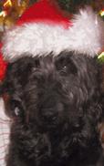 Lost Dog Emma (IN)