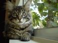 Lost Cat Guss Cruz (CA)
