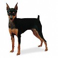 Lost Dog Troy VII (FL)