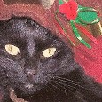 Found Cat Ebony Found Cat Ebony
