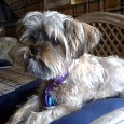 Lost DOG BO (FL)