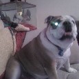 Stolen Dog Spike (AZ)
