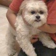 Lost Dog Sofie (AZ)