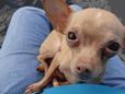 Found Dog Chico Found Dog Chico