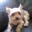 Found Dog Rumble Found Dog Rumble