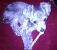 Found Dog Tex Found Dog Tex