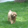 Stolen Dog Scruffy (NY)