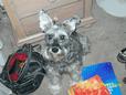 Lost Dog Clifford (TX)