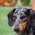 Lost Dog Cheena (TX)