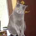 Lost Cat Peter (WA)