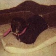 Lost Dog Bam Bam (WA)