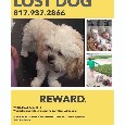 2nd Image of Moiselle, Lost Dog