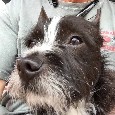 Found 1 Scruffy Found 1 Scruffy