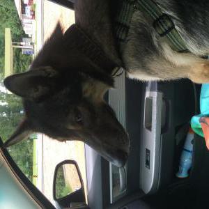 2nd Image of Balto, Lost Dog