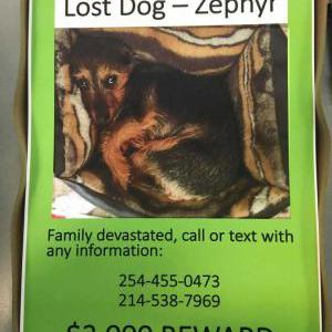 2nd Image of Zephyr, Lost Dog