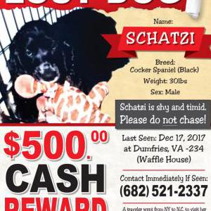 2nd Image of Schatzie, Lost Dog