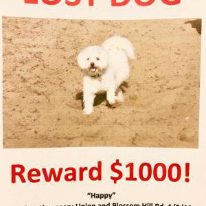 2nd Image of Happy, Lost Dog