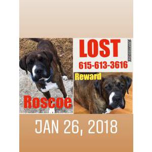 2nd Image of Roscoe, Lost Dog