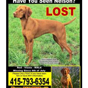 2nd Image of Nelson, Lost Dog