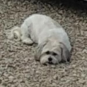 2nd Image of Lilly, Lost Dog