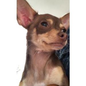 2nd Image of Coco, Lost Dog