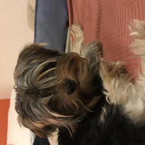 2nd Image of Chewie, Lost Dog