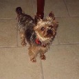 Found dog PAPI