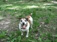 Found Dog Lou-ce