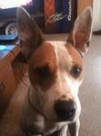 Found Dog Bridget