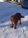 Found Dog Buddybear