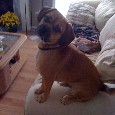 Found Dog Baxter