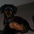 Found Dog Brodey
