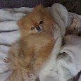 Found Dog Tiffany