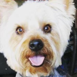 2nd Image of Larger male Yorkie, Lost Dog