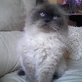 Found CAT 