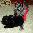 Found Two Dogs Lady and Romeo