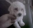 Found dog Max