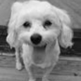 Found dog milo