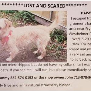2nd Image of Daisy, Lost Dog
