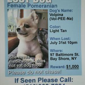 2nd Image of Volpina, Lost Dog