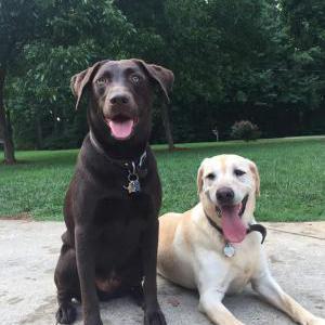 2nd Image of Fenway and Atlas, Lost Dog