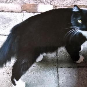 2nd Image of Tuxedo, Lost Cat