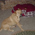Lost dog ANNIE (WA)