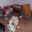 Lost Dog Rowdy (AZ)