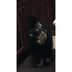 2nd Image of Fatboy, Lost Dog