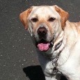 Lost 1 JAKE (CT)